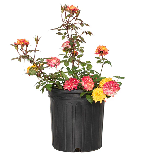 Rose Rainbow Sunblaze