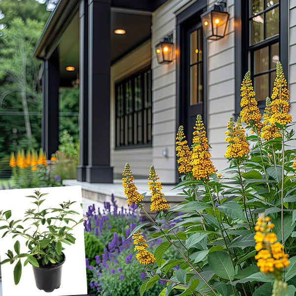 Buddleia Honeycomb in Trade Gallon