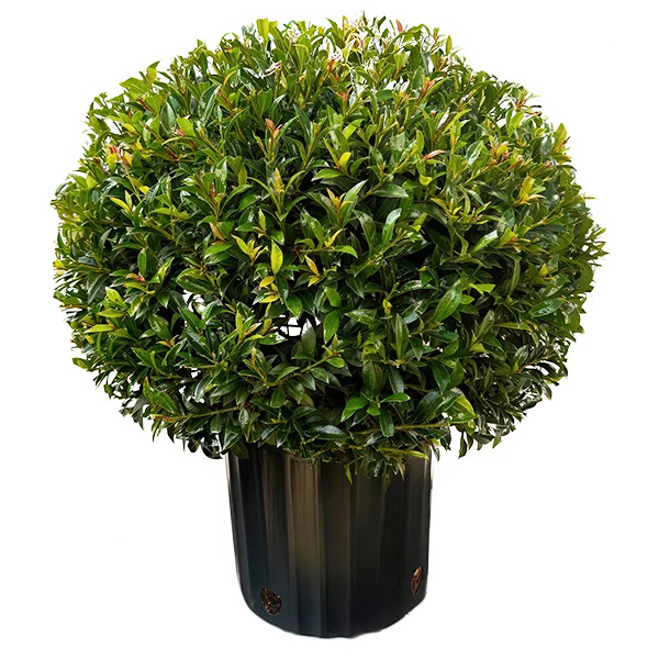 Eugenia Globe Topiary