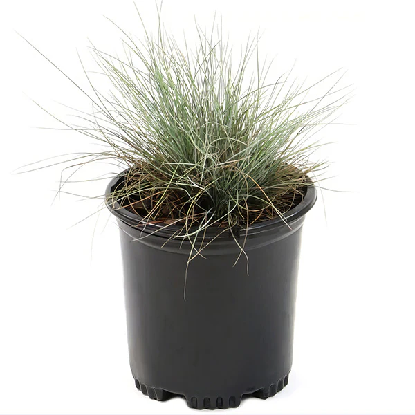 Fescue Grass Elijah Blue