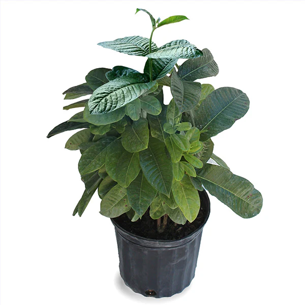 Mandevilla Sun Parasol® Pink