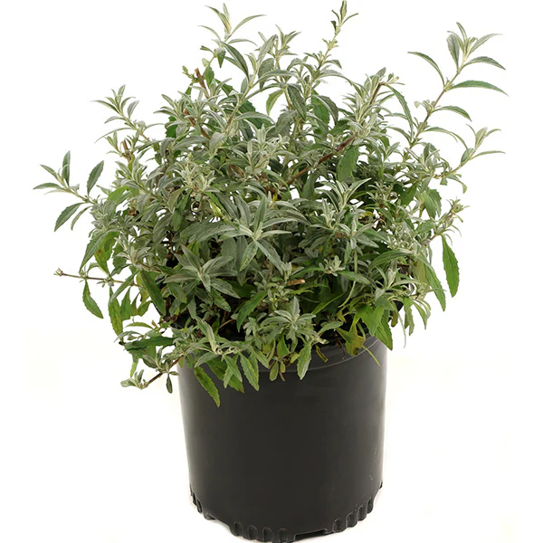 Buddleia Black Knight