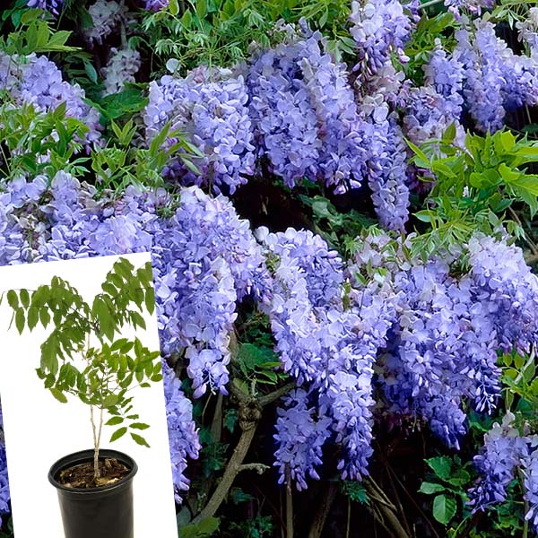 Wisteria Blue