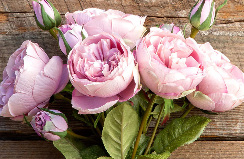 Antique Garden Peony Bundle