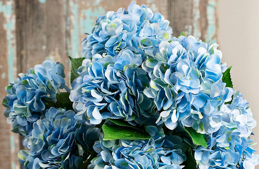 Powder Blue Lush Hydrangea Bush