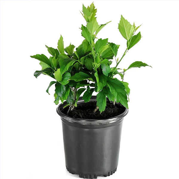 Hibiscus Head over Heels® 'Blush'