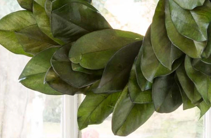 Preserved Magnolia Leaf Wreath