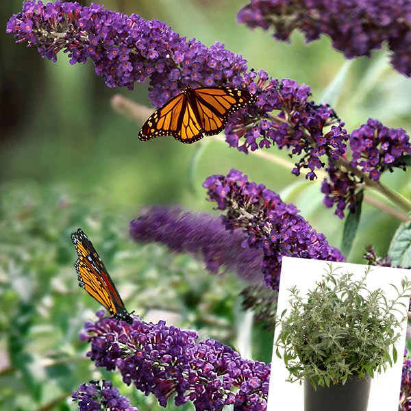 Buddleia Black Knight