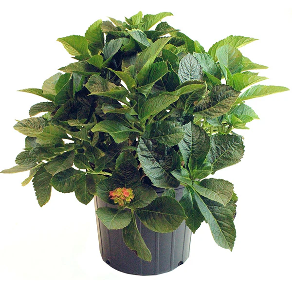 Hydgrangea Nikko Blue