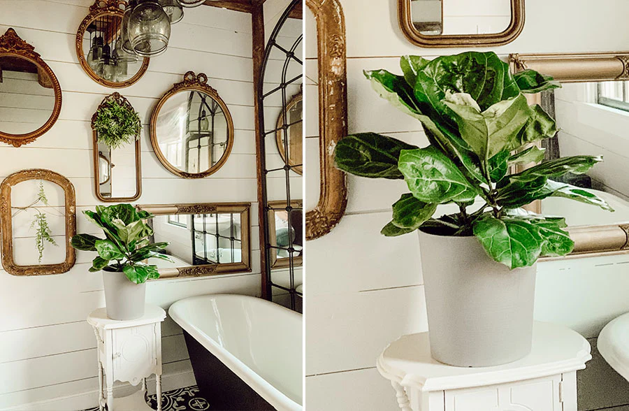 LIVE Fiddle Leaf Fig Plant