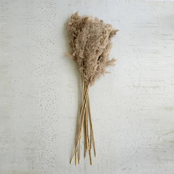 Natural Pampas Grass, Set of 4 Bundles