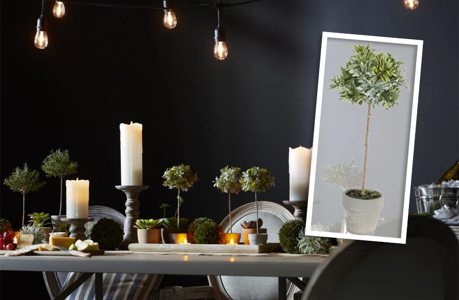 Potted Spruce with Pinecones, Pick Your Size