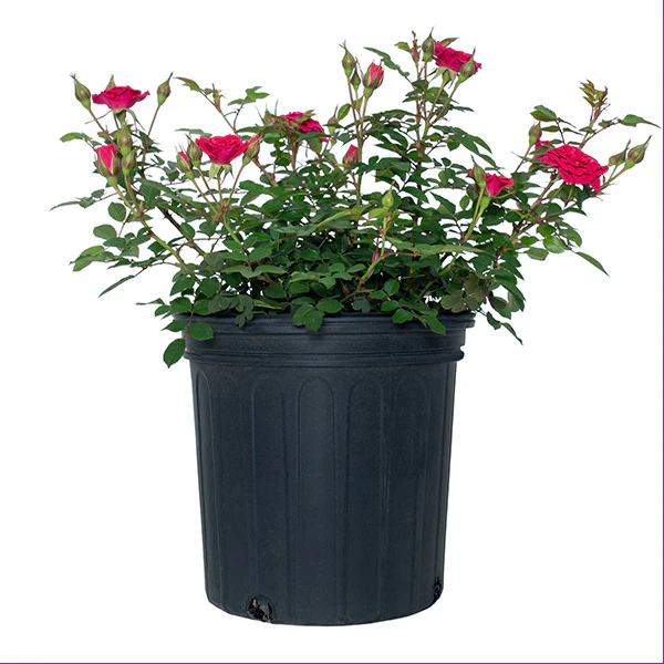 Rose Dragon Fruit Sunblaze