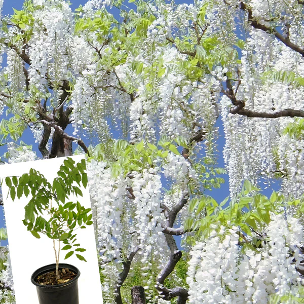 Wisteria White