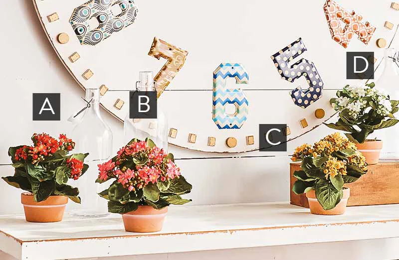 Potted Kalanchoe  Set of 2