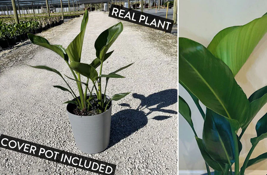 LIVING 28-30 Bird of Paradise Plant and Decorative Planter