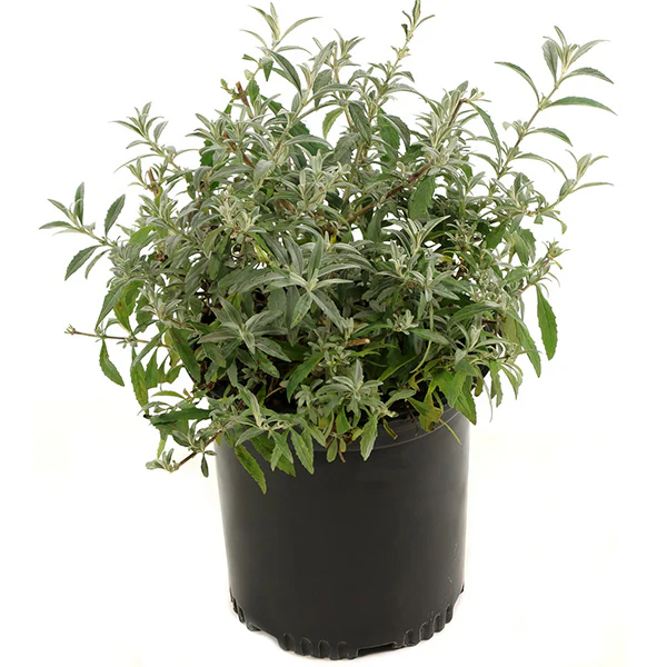 Buddleia White Profusion