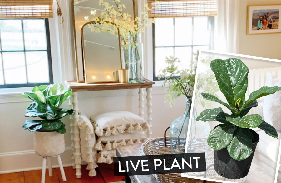 LIVE Fiddle Leaf Fig Plant