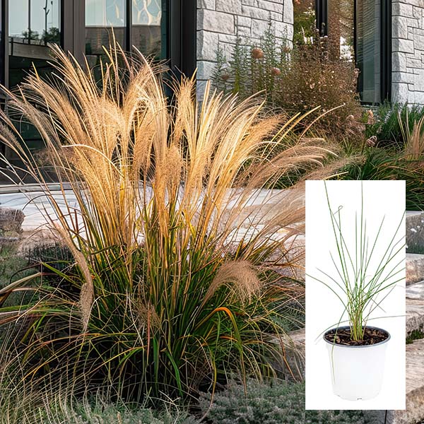 Karl Forester Grass in Trade Gallon