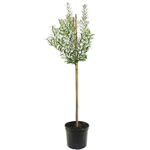 Olive Tree