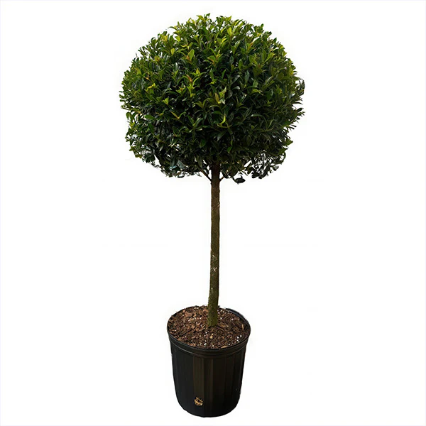 Eugenia 1 Ball Topiary