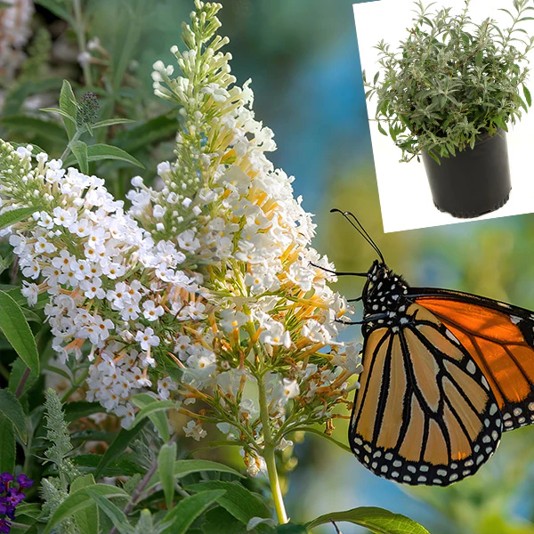 Buddleia White Profusion