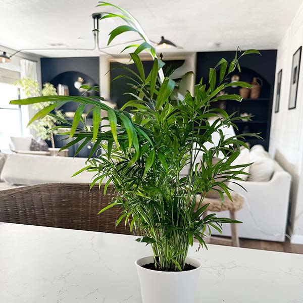 Parlor Palm