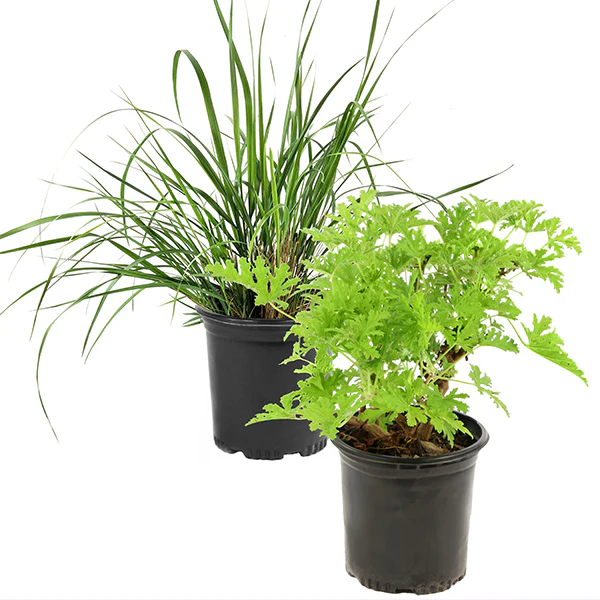 No Mosquito Bite Plant Collection, Set of Two