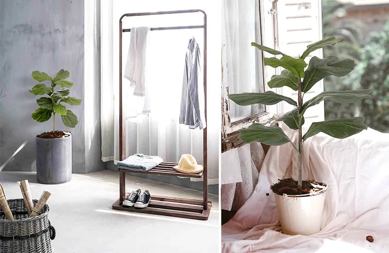 Fiddle Leaf Fig Stem