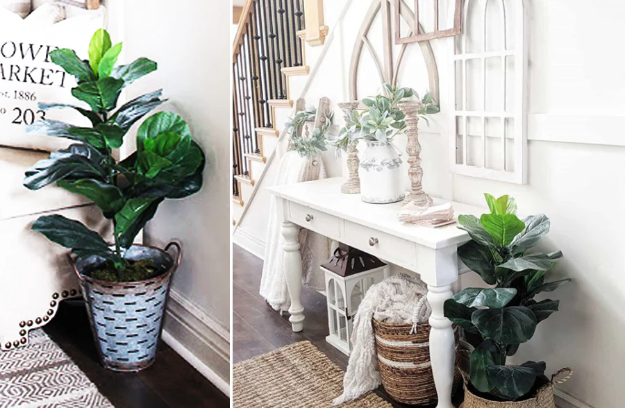 Potted Fiddle Leaf Fig Tree