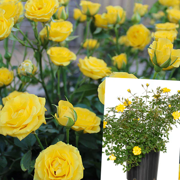 Rose Yellow Mini Flora