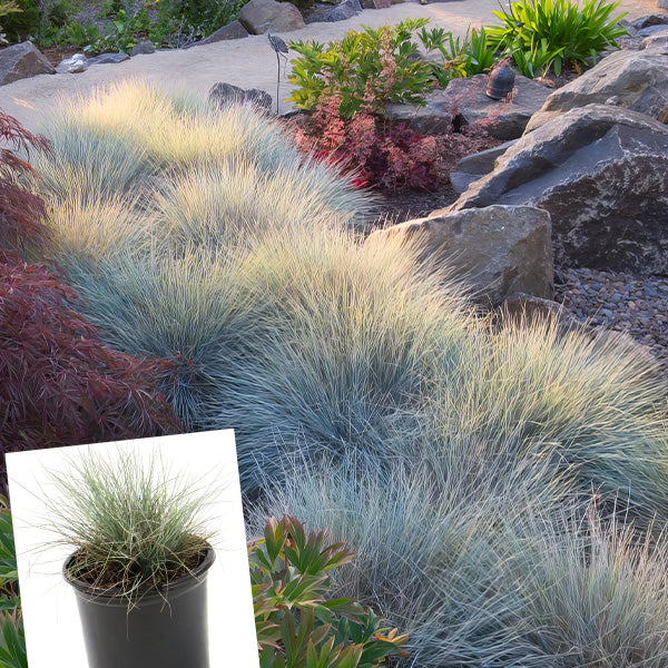 Fescue Grass Elijah Blue